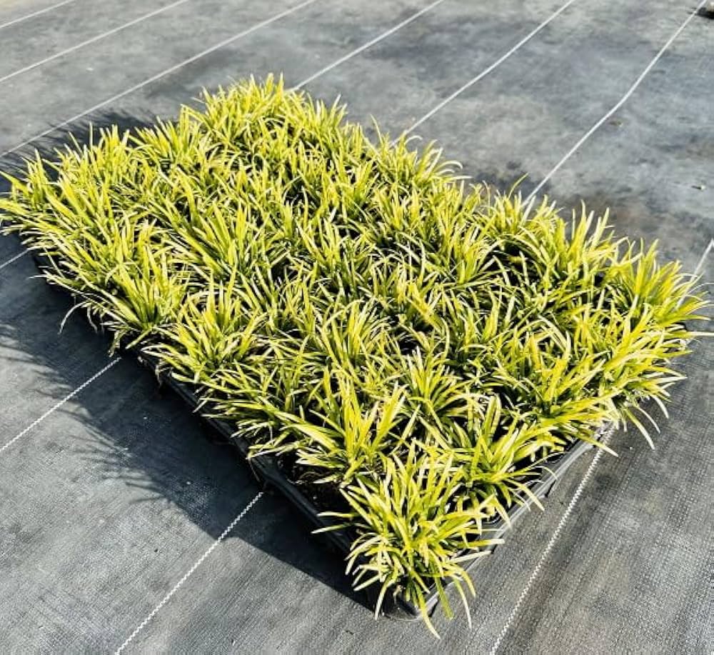 たまりゅう  玉竜 タマリュウ たまりゅう30枚【タマリュウ.com