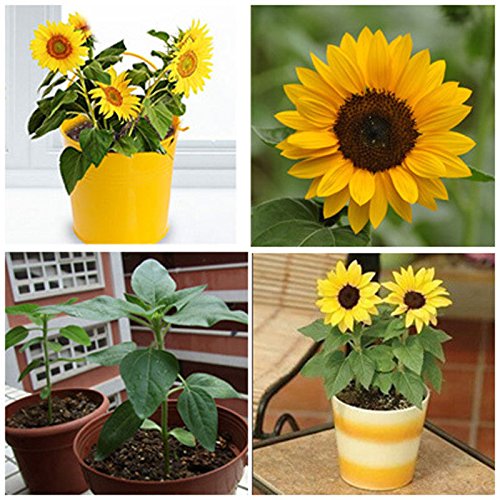 Generic Mini Sunflower Seeds Dwarf Sunflower Seeds Amazon.in Garden