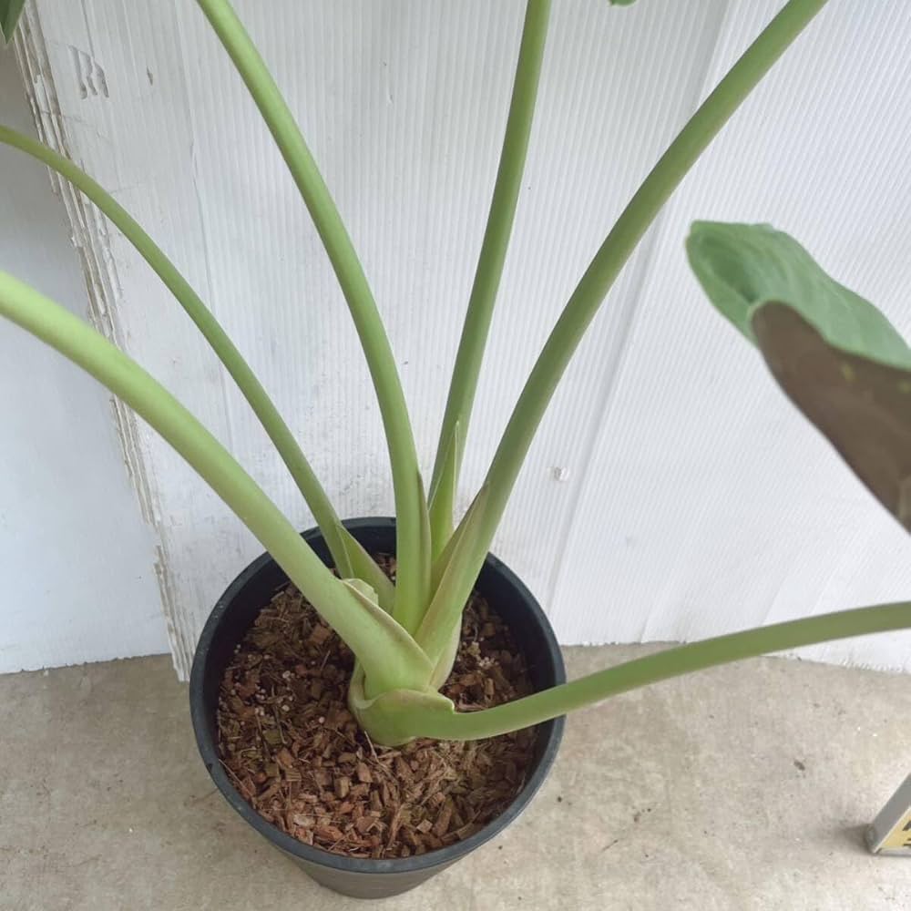 アロカシア 13種セット アロカシア 13種セット