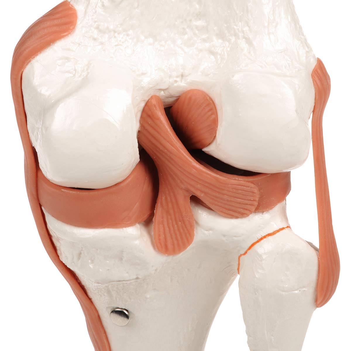 3B Scientific® Modelo Funcional de Articulación de Rodilla – Anatomía a Tamaño Real con Ligamentos, Demostración de Movimiento Natural + Smart Anatomy App (Garantía de 5 Años)