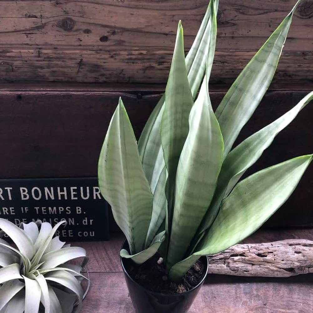 緑*6様 S8858★オークション★ サンスベリア ムーンシャイン スプラッシュ S8847☆オークション販売☆サンスベリア ムーンシャイン