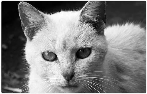 Doormat Floor RugMat (23.6 x 15.7 inch) - Nature Cat Feline Fauna Quindio Colombia