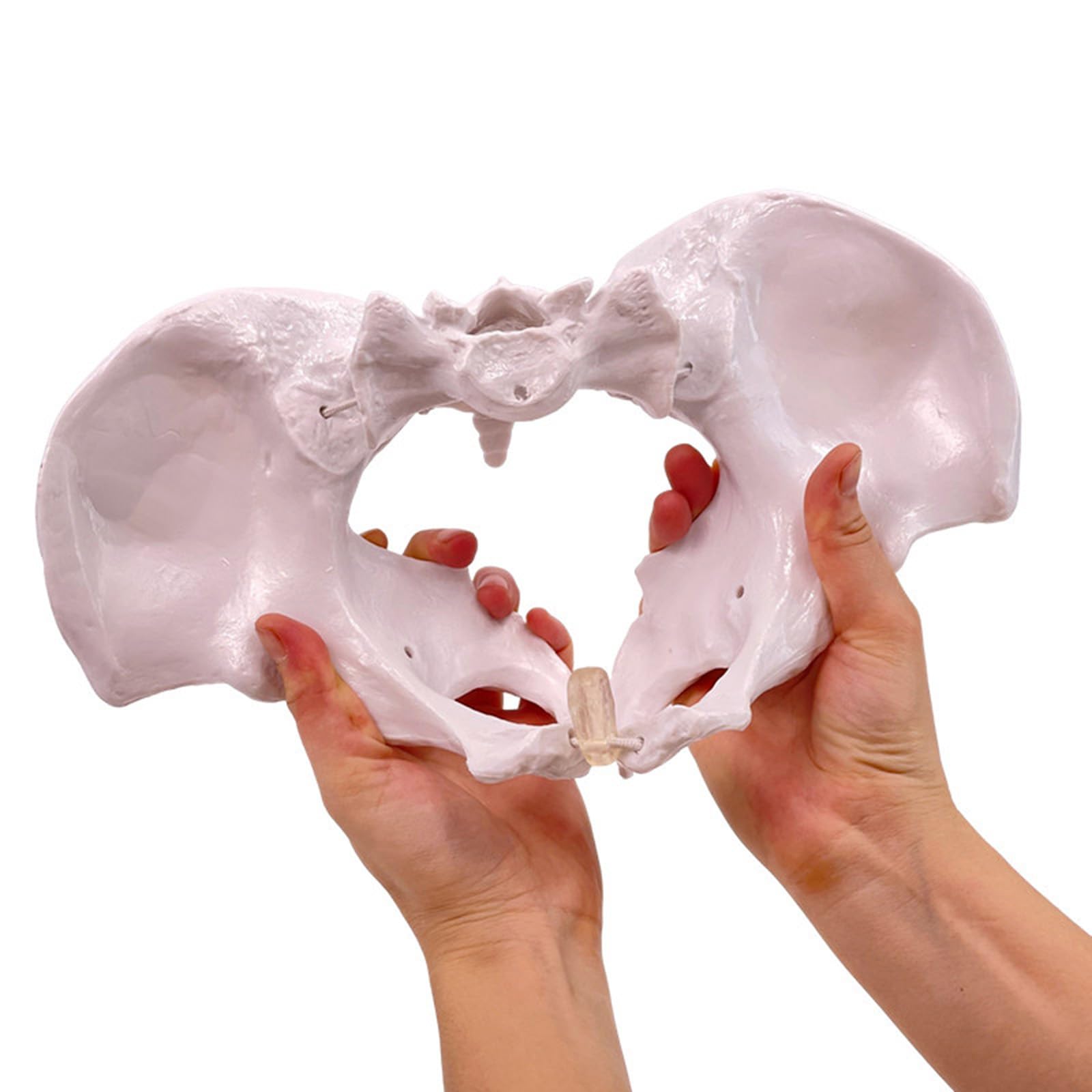 YRQMGSF Movable Female Pelvis Model Female Childbirth Model Midwifery Training Model for Obstetrics and Gynecology Pregnancy Demonstration Tool,B