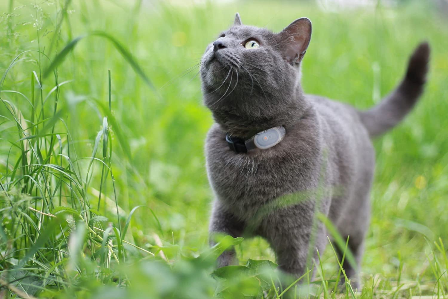 Tabcat Cat Tracker V2 - Dispositivo inalámbrico de seguimiento de collar de mascotas para gatitos, más preciso que el GPS, color negro