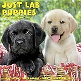 Just Lab Puppies 2018 Calendar