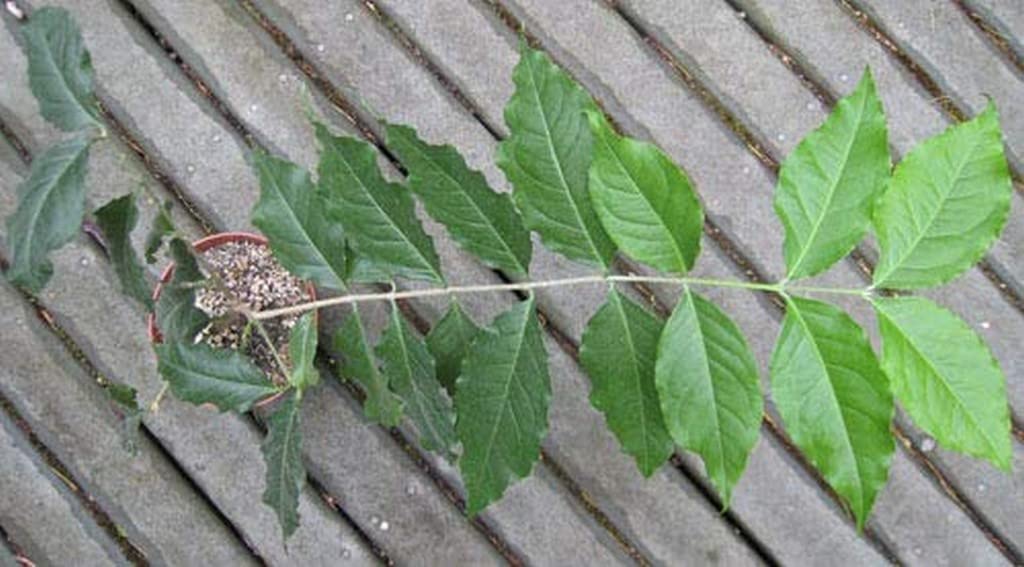 OhhSome Live Dwarf Plant Peanut Butter Fruit Herbal Rare Flavor Fruits Trees Garden Plant(1 Healthy Live Plant), (PLANT-19-PEANUT47536$#) (B09N95FF4G) Amazon Price History, Amazon Price Tracker