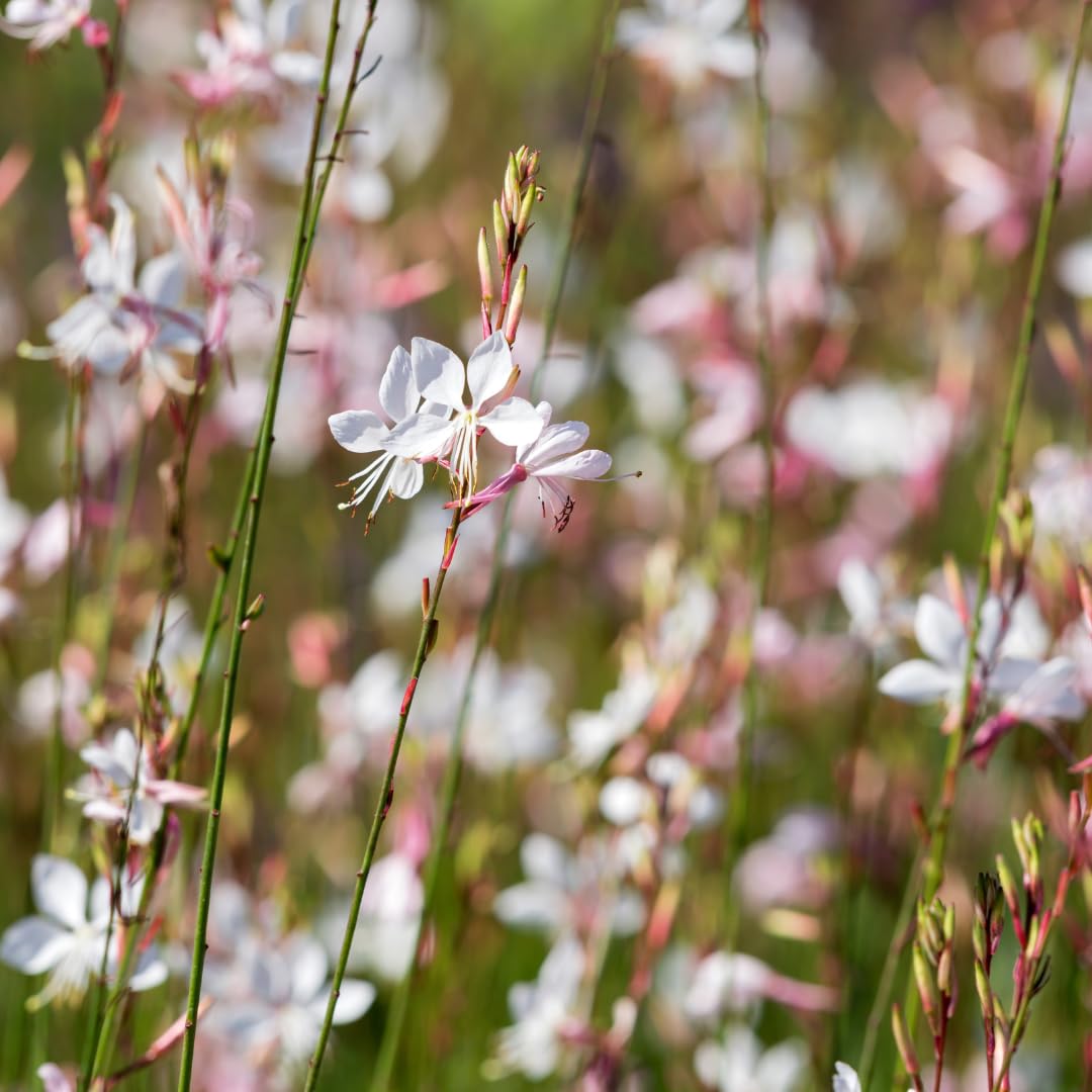 Gaura l. 'Farfalle turbinanti' | 6 pezzi - 10-25cm - Ø9cm - Pianta da giardino