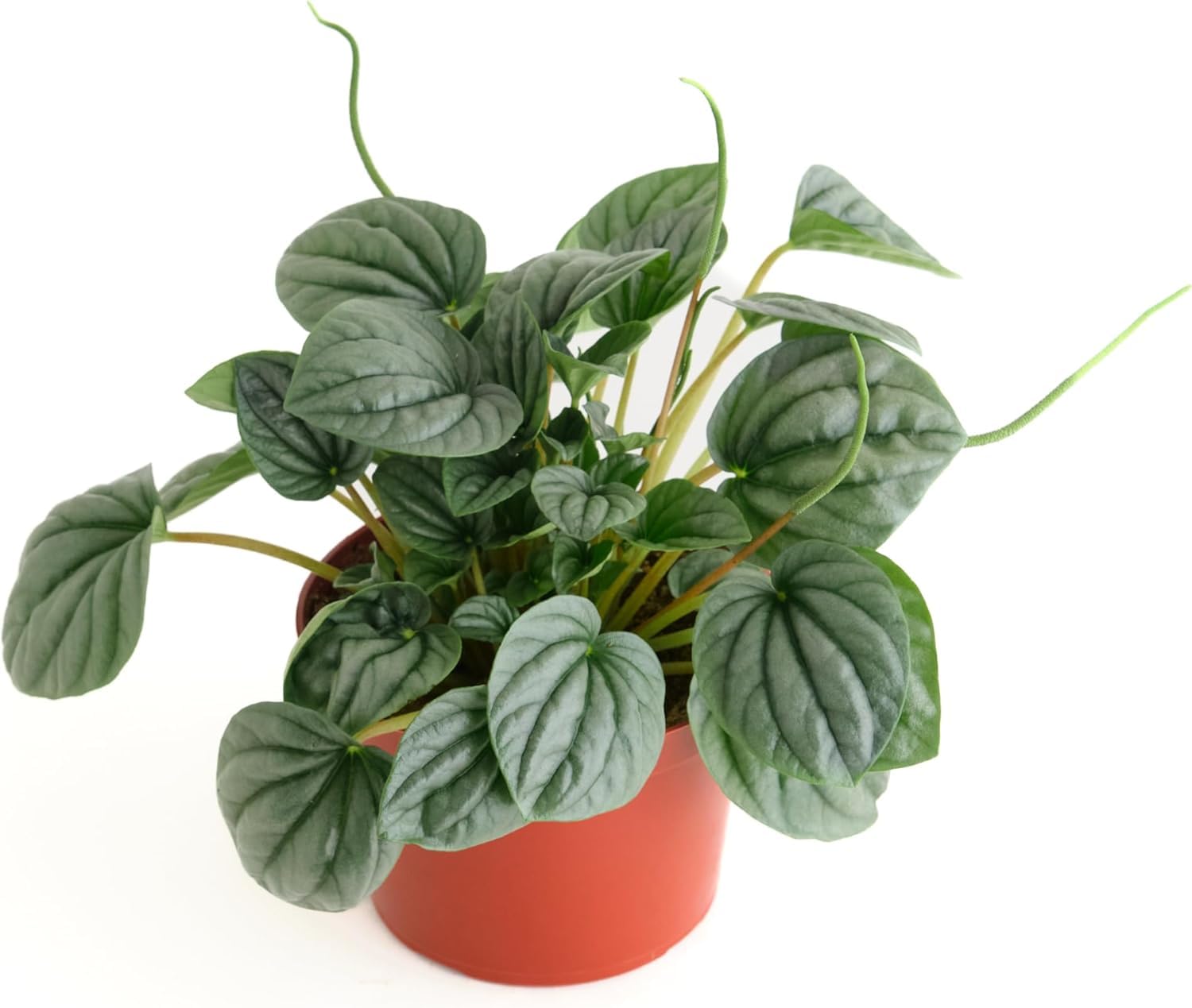 Shop Succulents Peperomia Frost