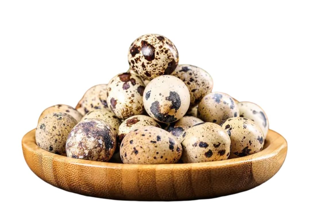 ZEGO FRESH Quail Eggs | Pack of 36 Eggs | Baṭer ke aṇḍe | बटेर के अंडे | ಕಾಡಿ ಮೊಟ್ಟೆ | കാട കുഞ്ചുങ്ങൾ | High Protein & Nutrition-Rich.