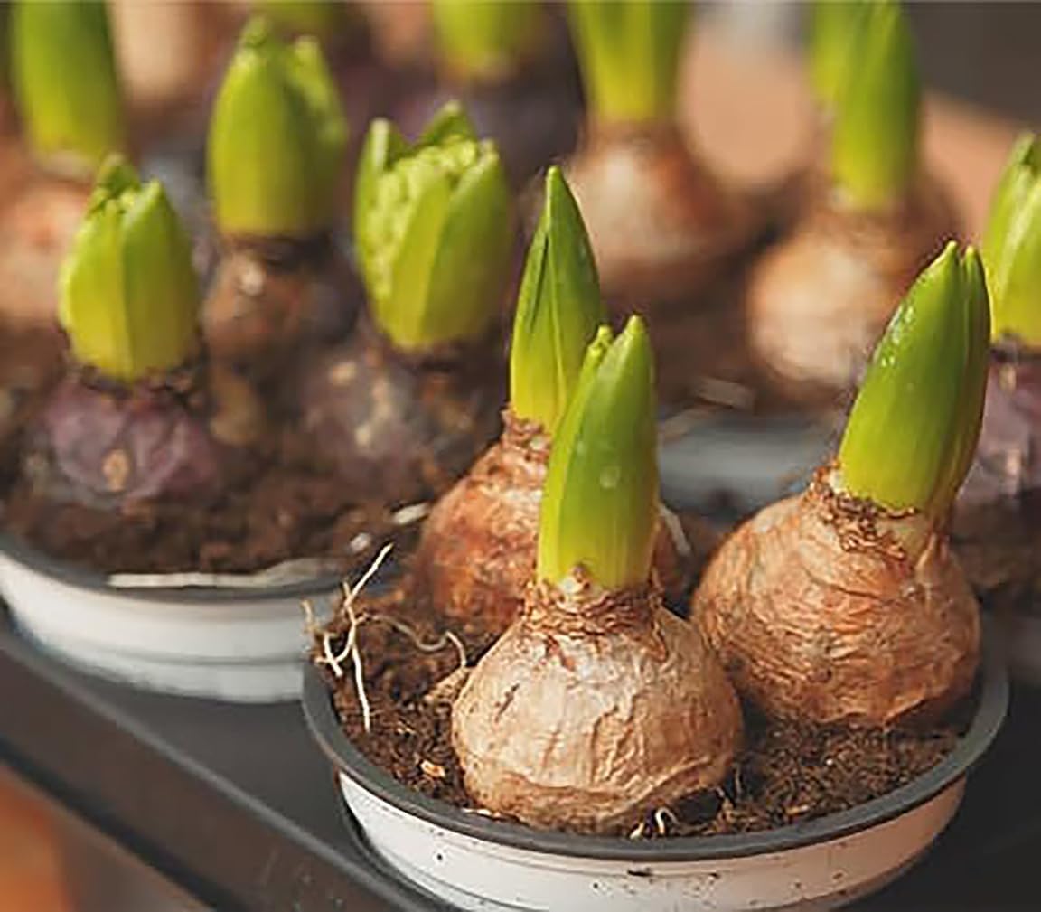 Yellow Queen Hyacinth Bulb and Glass Vase for Forcing - Image 4