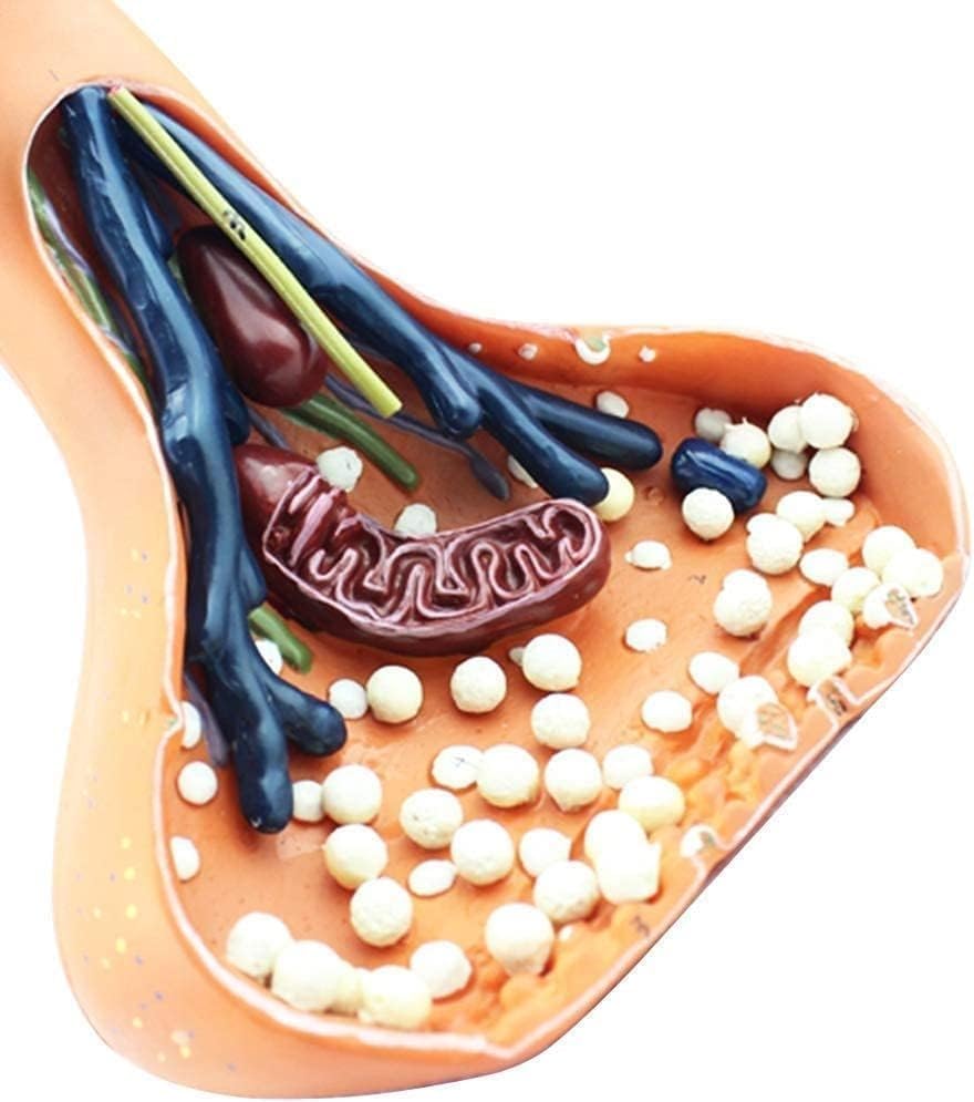 Teaching Model, Human Nerve Synapse Model, Learning Props Human Nerve Synapse Model, 9 Digital Sign Nerve Ending Synaptic Knob Model for Medical Students Eco-Friendly Display image 5