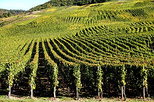 S.シュロスベルグ リープフラウミルヒ