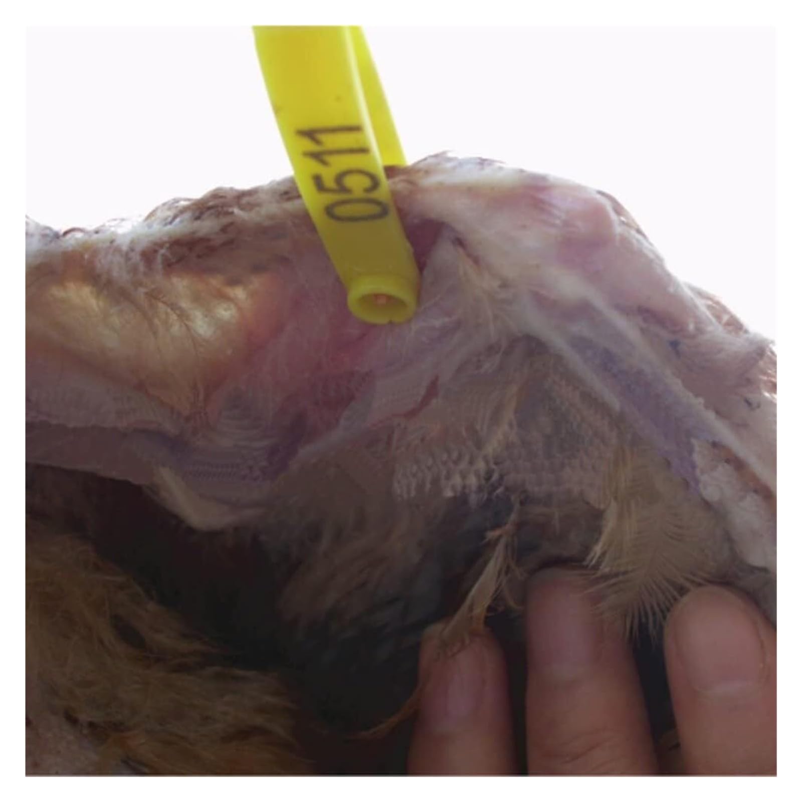 bagues pour pigeon， 100 pièces, anneau d'identification des ailes de poulet, oiseau canard caille Pigeon, Identificateur d'ailes de poulet(Yellow)