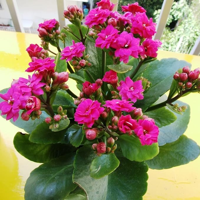 PlantaZee Kalanchoe Pink Live Plant (B0CVFQV6G7) Amazon Price History, Amazon Price Tracker
