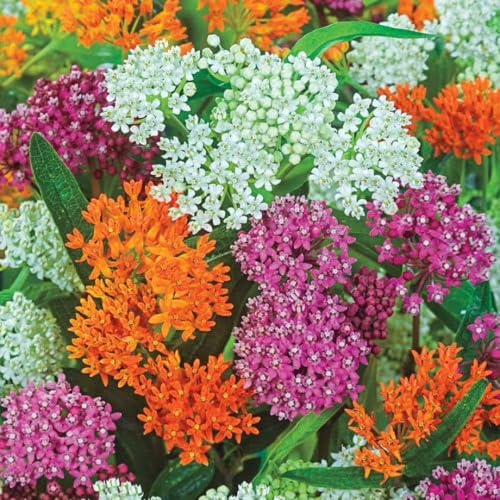 Set 4 Mix Milkweed Plants Live Milkweed Flower Live Plant for Outdoor Indoor Gardening Well Rooted 4
