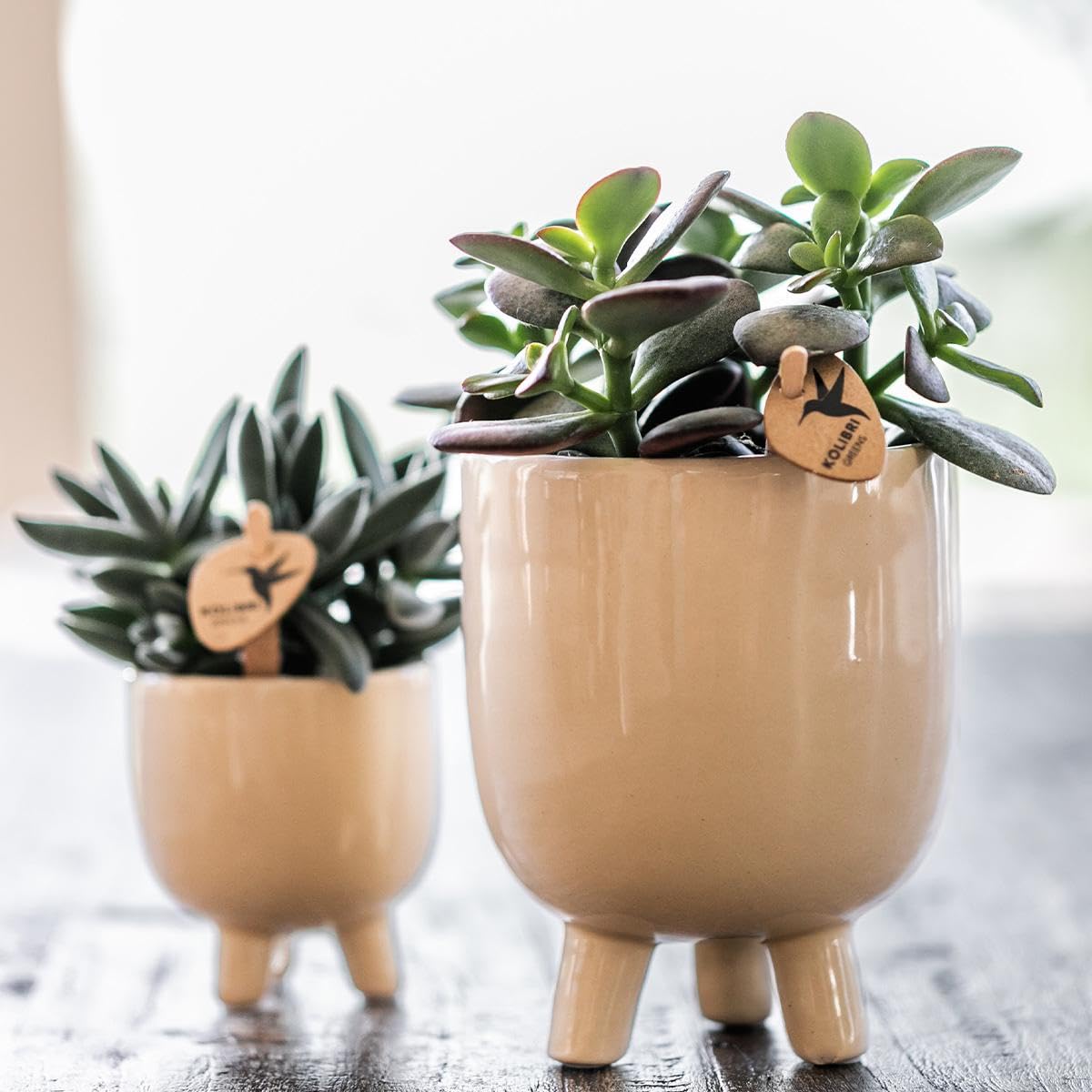 Kolibri Orchids Phalaenopsis Orchidée rouge Congo + pot en caoutchouc travertin Taille du pot Ø 9 cm – 40 cm de haut | Plante d'intérieur en pot de fleurs – Fraîcheur de cultivateur