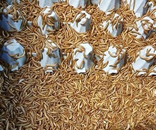Mealworms Live Feed Animals Fresh Chilled Shipping 1 kg in Net product image