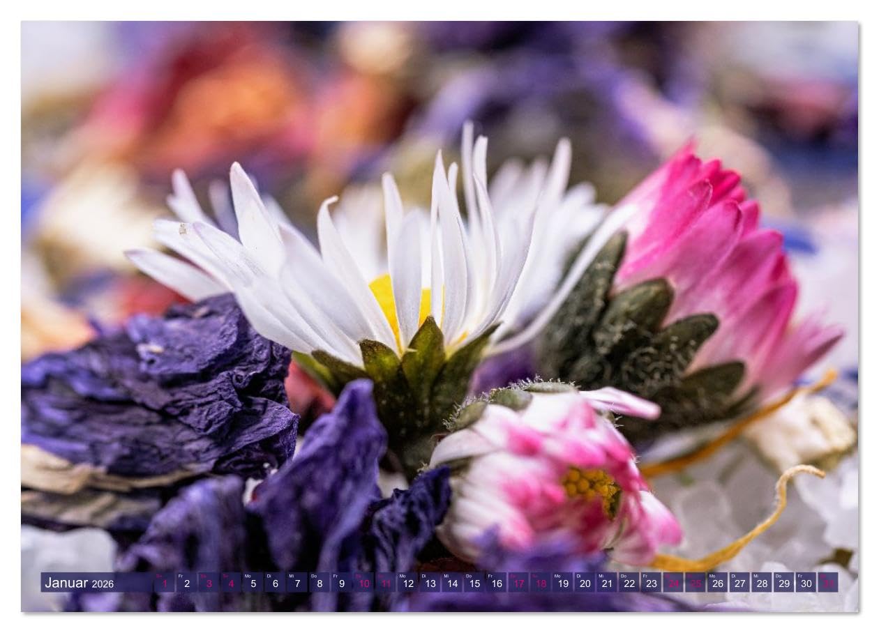 Essbare Blüten aus meinem Garten (hochwertiger Premium Wandkalender 2026 DIN A2 quer), Kunstdruck in Hochglanz: Essbare Blüten - ein Fest für die Sinne (CALVENDO Lifestyle)