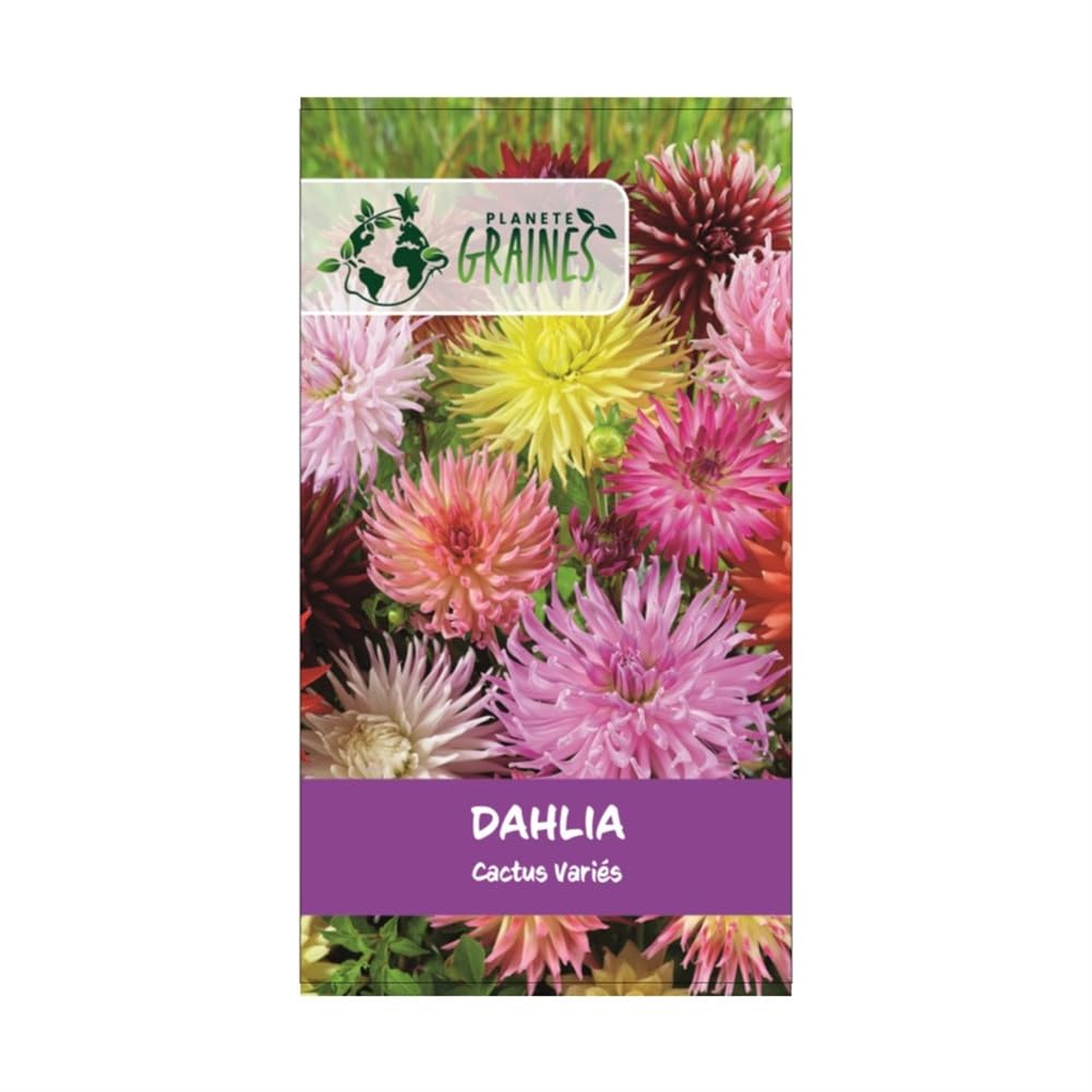 Graines de Dahlia Cactus Double Mixte, Grandes Fleurs aux Couleurs Variées
