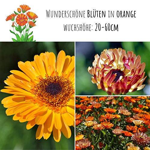 Ringelblumen Samen (Calendula Officinalis) - Vielseitige Heilpflanze mit essbaren Blüten & ideal für eine bunte Blumenwiese (Abendrot)