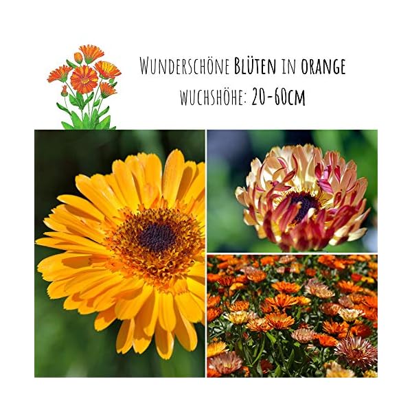 Ringelblumen Samen (Calendula Officinalis) - Vielseitige Heilpflanze mit essbaren Blüten & ideal für eine bunte… – Bild 4