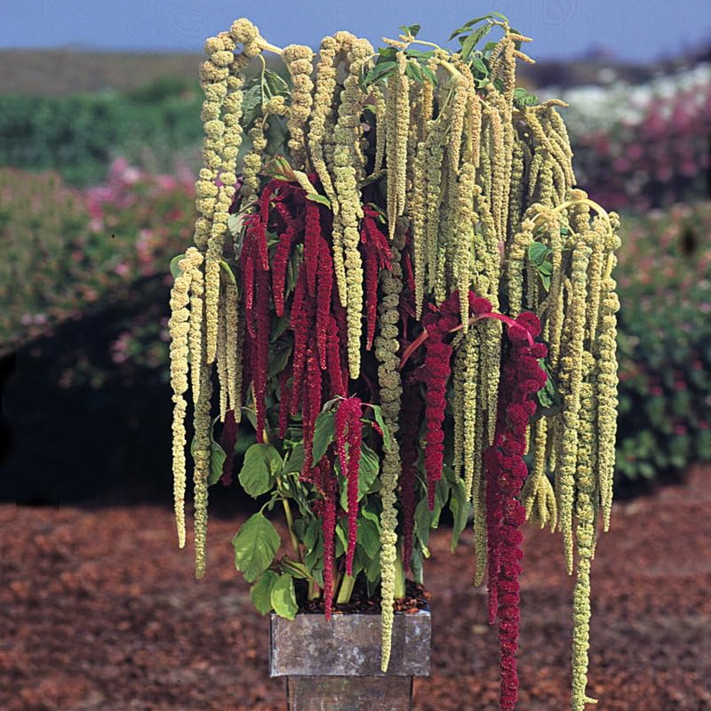 Plant World Seeds - Amaranthus Caudatus Pony Tails Seeds (Annual Flower Seeds)