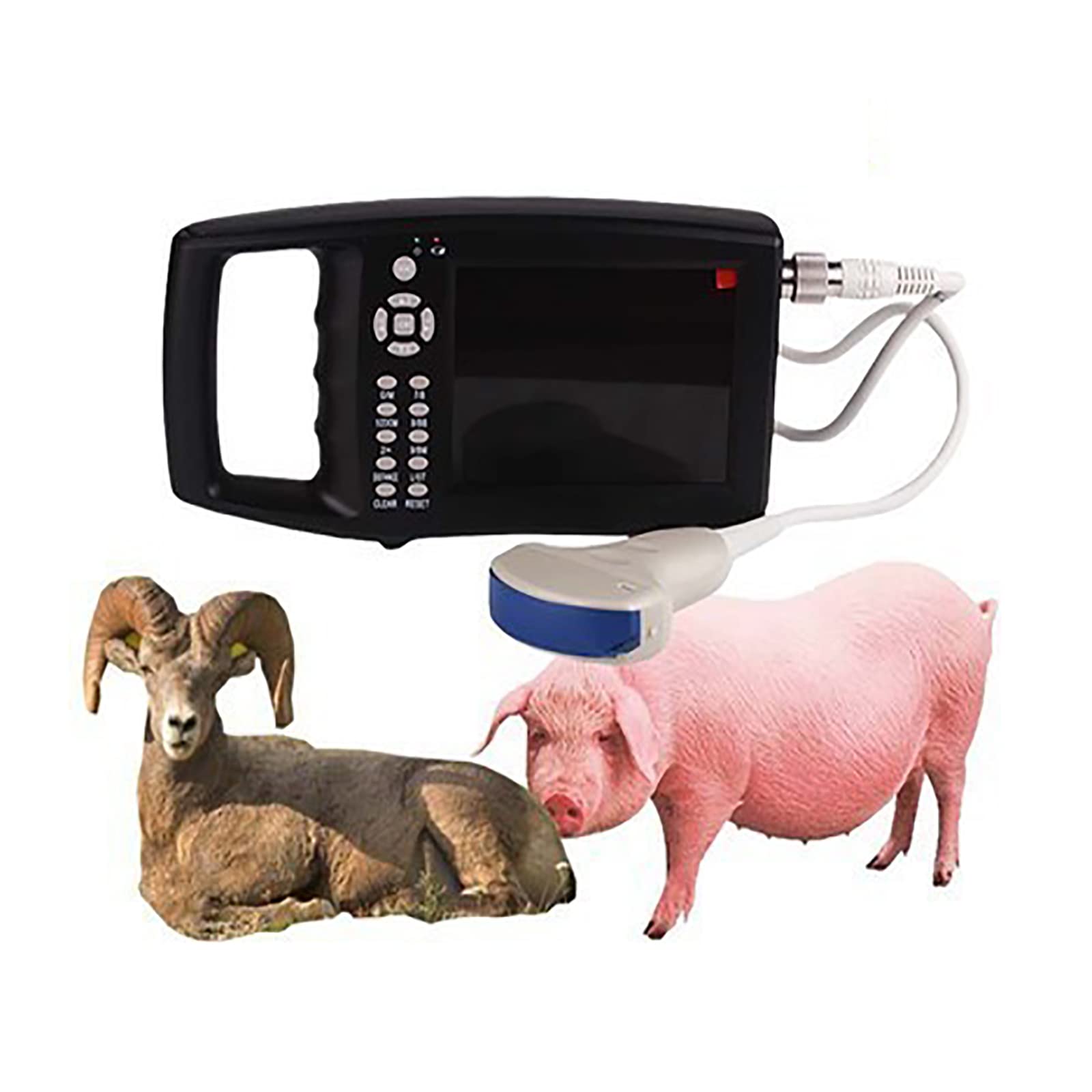Analizzatore veterinario portatile di ultrasuono con la micro sonda convessa per prova animale di gravidanza