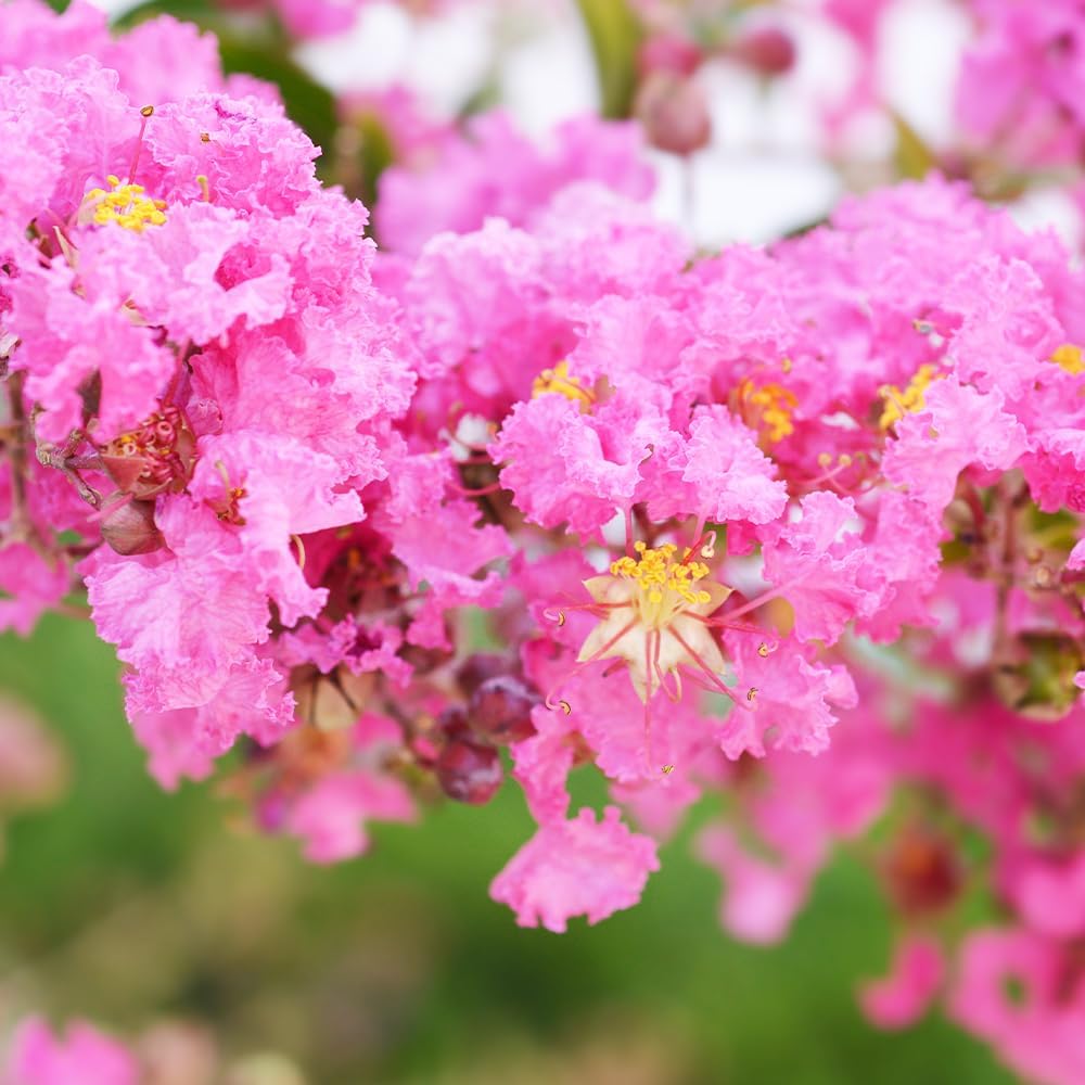 Bucephalandra sp.オリーバ （カミハタ） Bucephalandra sp.オリーバ
