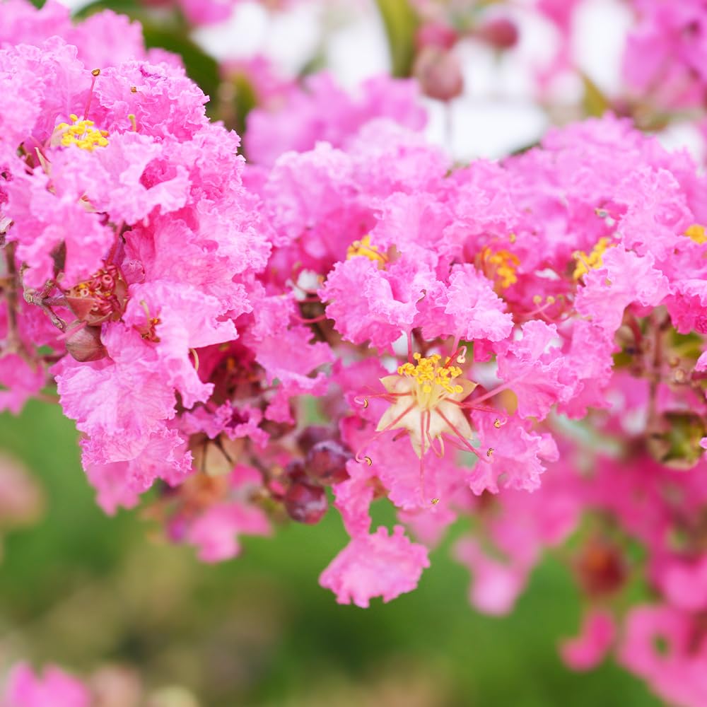 Amazon.co.jp: 矮性サルスベリの苗木 品種:With Love・ガール 5号 Amazon.co.jp: 矮性サルスベリの苗木 品種:With Love・ガール 5号