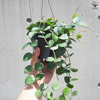 Amazon｜ホヤ(桜ラン)・マチルダ 吊鉢4号鉢 1個売り【品種で選べる観葉