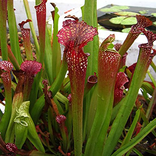 KimcHisxXv Nepenthes Seeds£¬120Pcs Nepenthes Seeds Potted Carnivorous Plants Flower Catch Insect Bonsai
