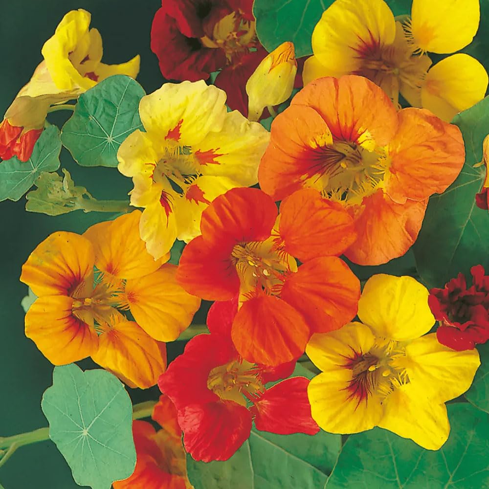 Nasturtium Trailing Single Mix Seeds – Easy to Grow, as Trailing or Climbing Plants – RHS Plants for Pollinators – Hardy Annual – for Your Beautiful Garden