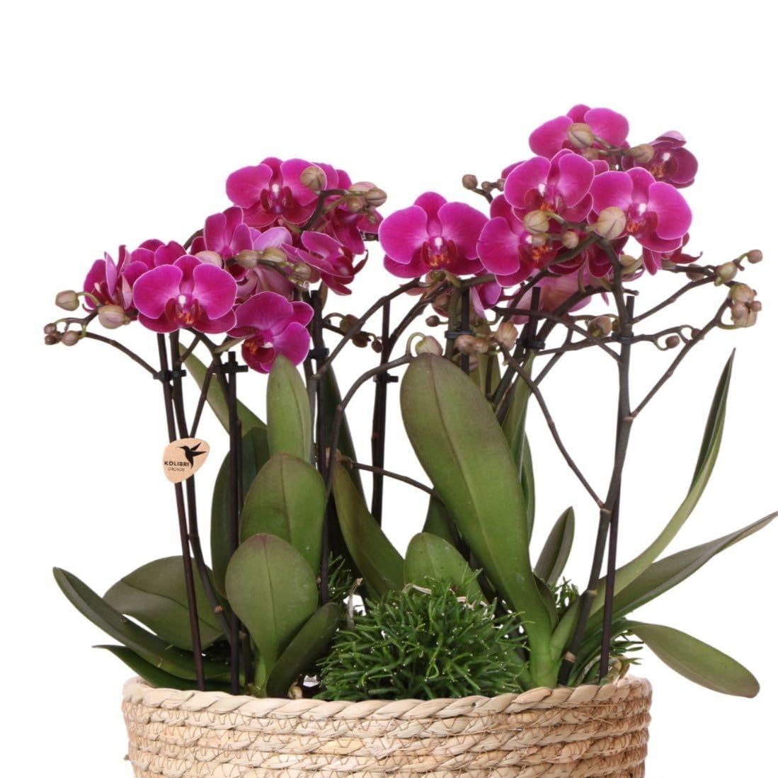 Plantes sans arrosage quotidien : orchidées et Rhipsalis 9 cm