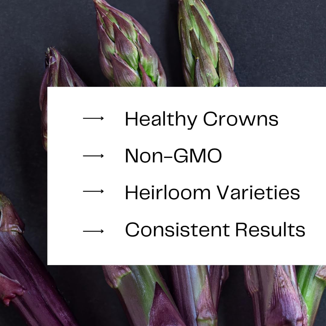 Purple Passion Asparagus Crowns for Planting - Sweet and Tender Purple Asparagus, Healthy 2yr Root Stock (20 Plants)
