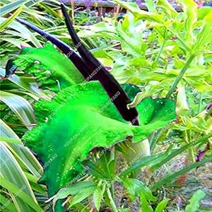 2017 100pcs Araceae Flower Bonsai Rare Calla Lily Seeds Bonsai Home Garden Flowers Bonsai Sementes Easy To Grow : 6