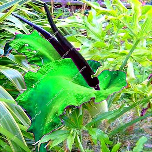2017 100pcs Araceae Flower Bonsai Rare Calla Lily Seeds Bonsai Home Garden Flowers Bonsai Sementes Easy To Grow : 6