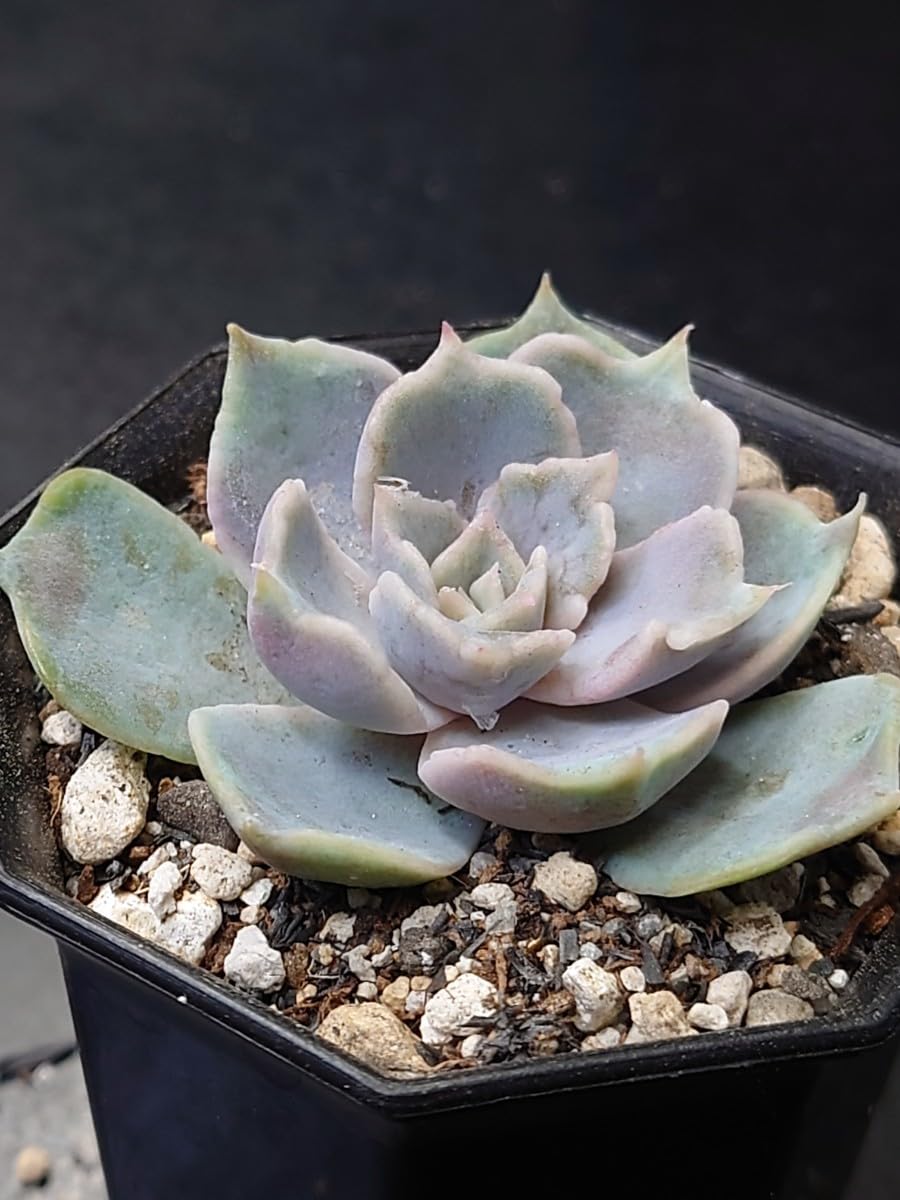 Amazon.co.jp: 多肉植物 韓国苗 ヴァンパイア錦 : おもちゃ