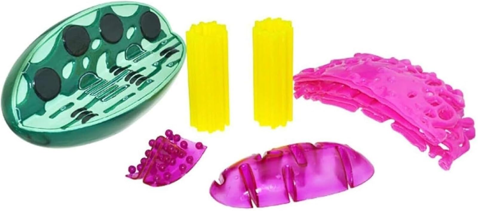 Pflanzenzellorganellenstruktur-Anatomiemodell, Pflanzenzellorganellenmodell, mit Chloroplasten, dem Zentralkörper, Mitochondrien, biologischem Lehrinstrument, for Lehrstudien.