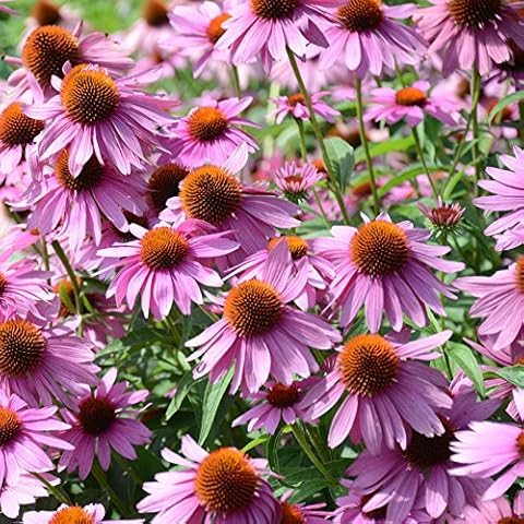 Outsidepride 1000 Seeds Perennial Echinacea Purple Coneflower Wild Flower Seeds for Planting Cover