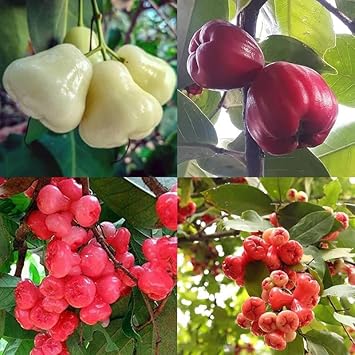 Water apple live plant grafted, Live plant Hybrid red Water apple plant pack of 1 live plant