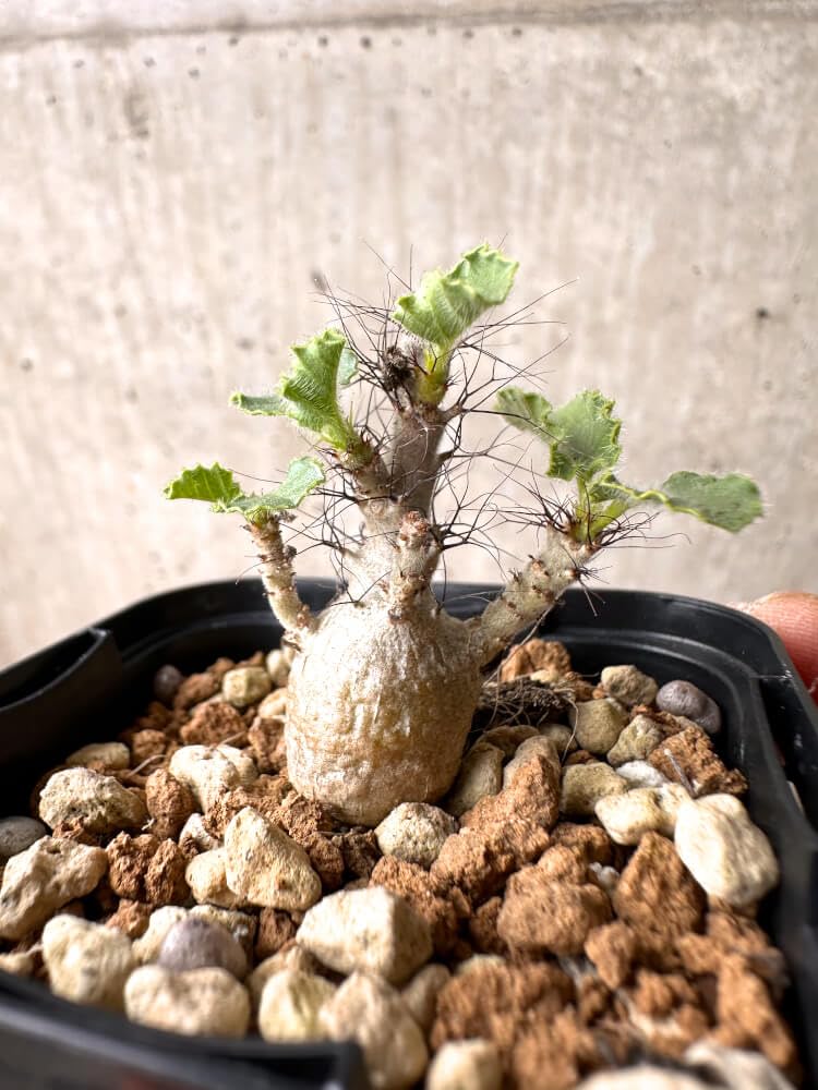 Amazon｜【現品限り】ヤトロファ・マルギナータ【E25】 Jatropha