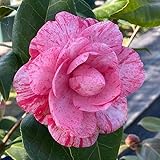 花木 ツバキ 珍しい椿 ハイジンクス 1株 / 国華園 25年秋商品