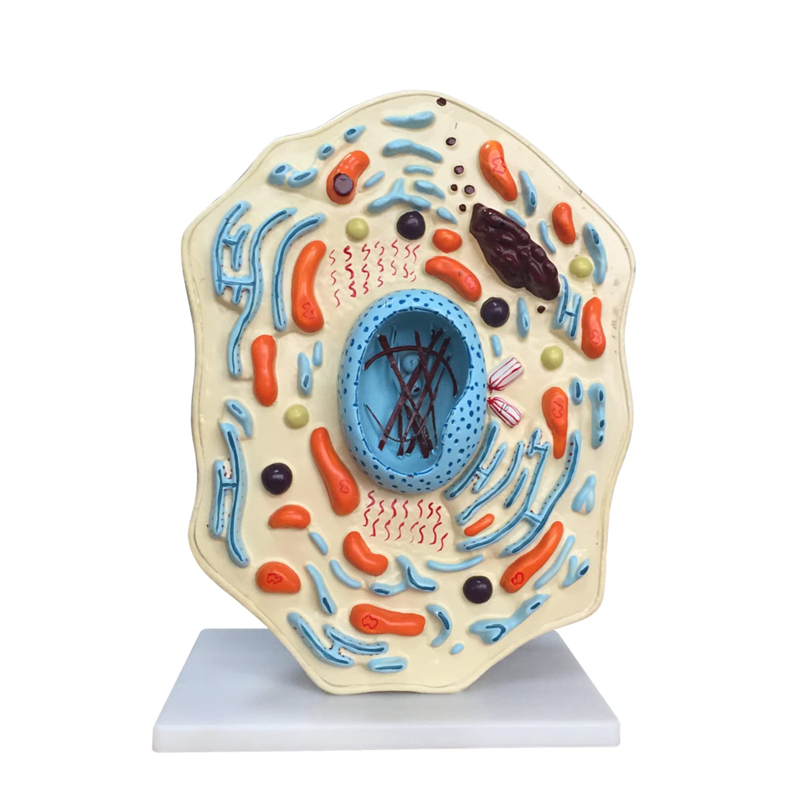 Tier Anatomie Zelle Modell Tier Dünne Brust Modell Tierzellstruktur Mikroskopisch Vergrößert Golgi Mitochondrial Organismus für Wissenschaft Kits