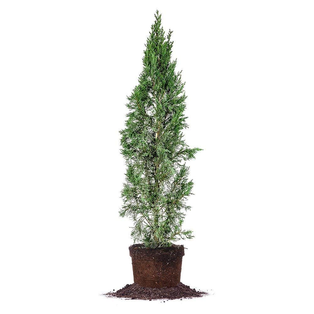 New Life Nursery Italian Cypress Tree