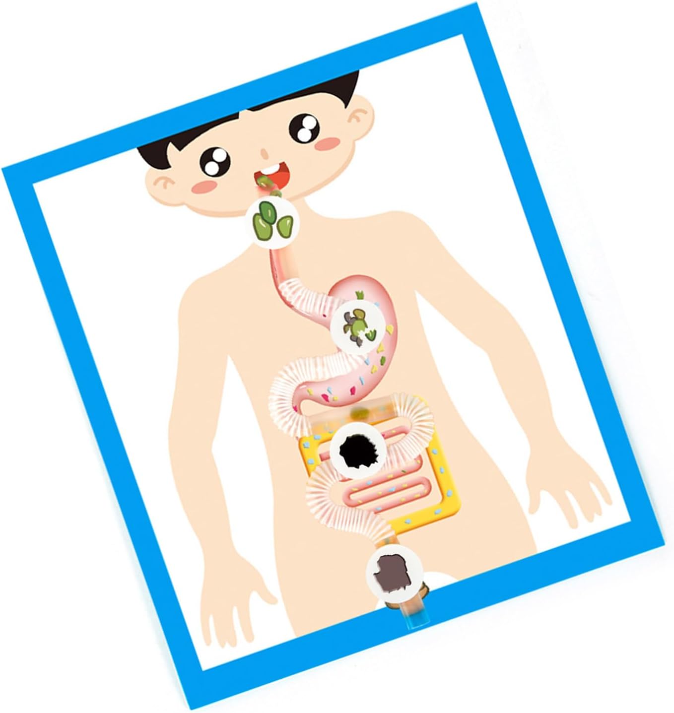 Human Digestive Organ Model Classroom Learning Tool Digestive Organ Anatomy Poster Model For Children Student Aged 6＋ Classroom Learning