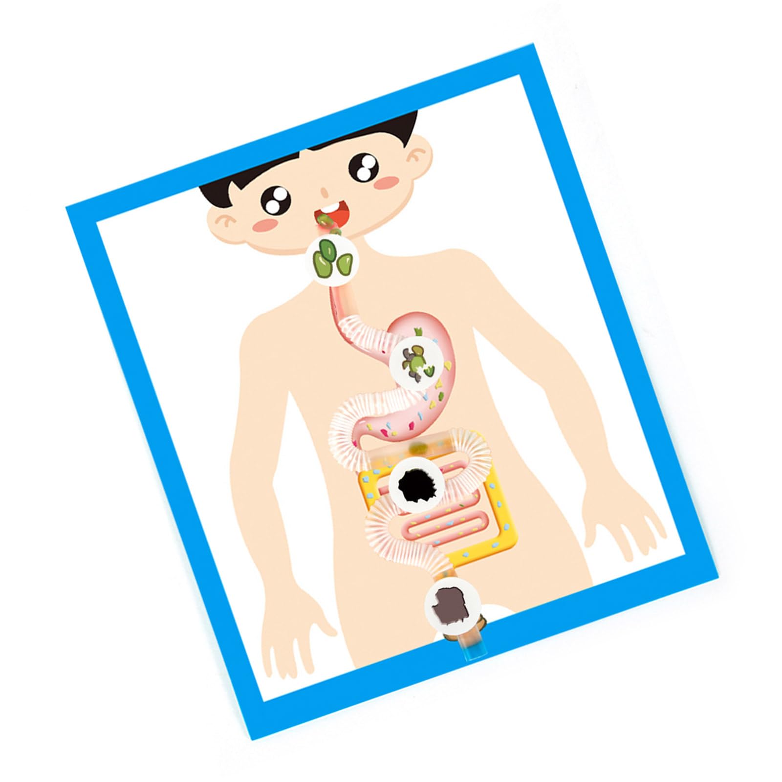 Human Digestive Organ Model Classroom Learning Tool Digestive Organ Anatomy Poster Model For Children Student Aged 6＋ Classroom Learning