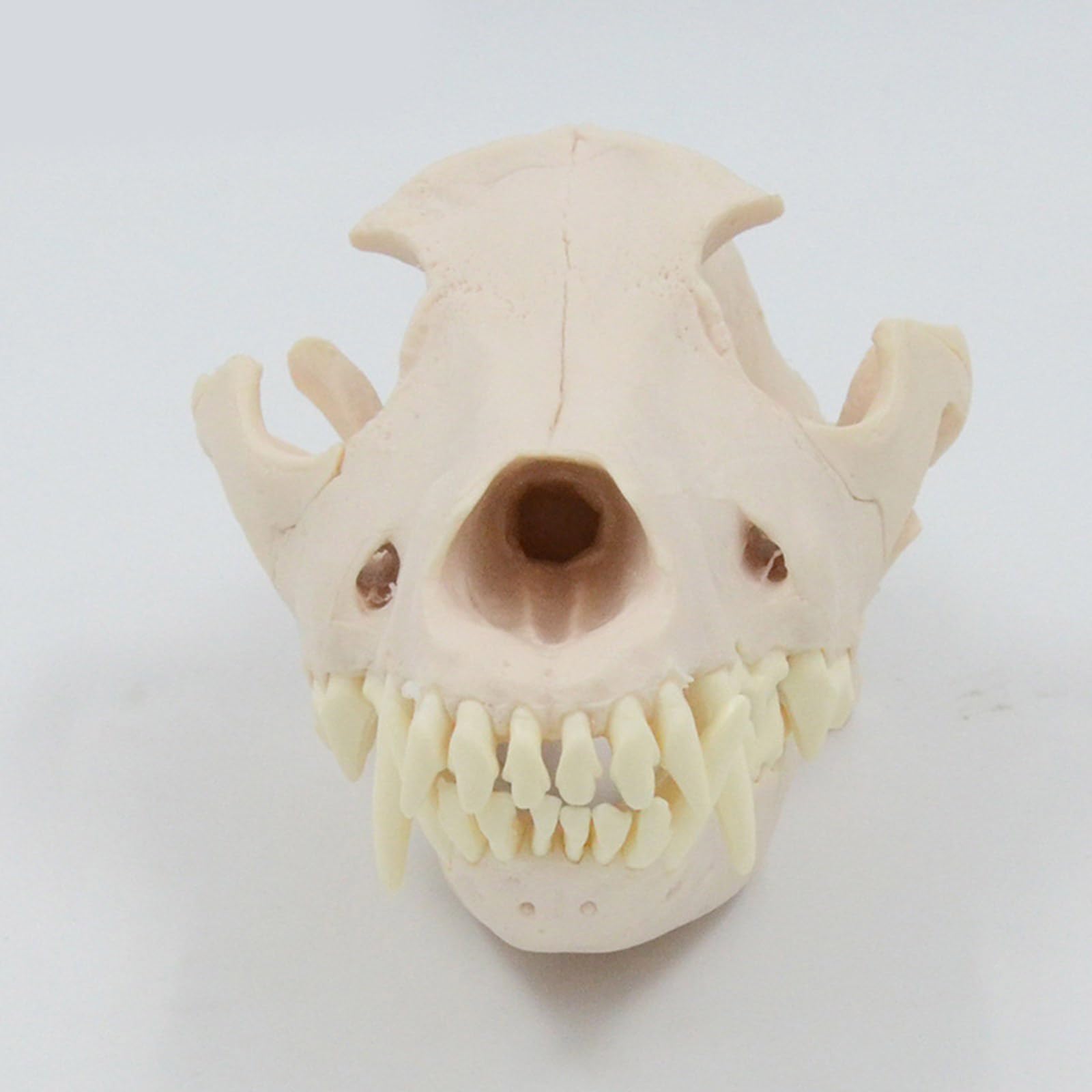 Modelo anatómico de calavera de perro, modelo de esqueleto realista anatómico de cabeza de perro, modelo de hueso para educación veterinaria