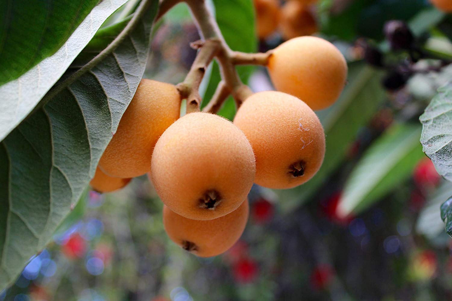 Royal Paradise Garden Rare Loquat Fruit Tropical Exotic Seedling Live Plant (B07ZK8YNRG) Amazon Price History, Amazon Price Tracker