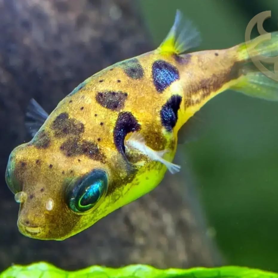 Dwarf Pea Puffer Fish (Pack of 6 Fish) - Aquarium...