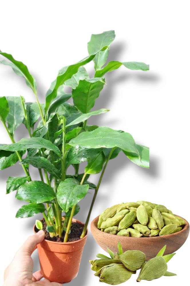 Organic Ilayachi Plant Live in Black Plastic Pot Cardamom Fragrant Spice Herb Indoor Outdoor Home Garden Decorative Wellness-image-6
